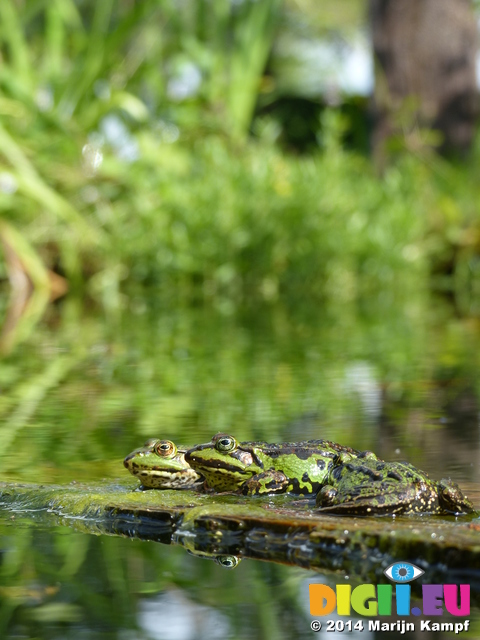 FZ008222 Marsh frogs (Pelophylax ridibundus) on plank